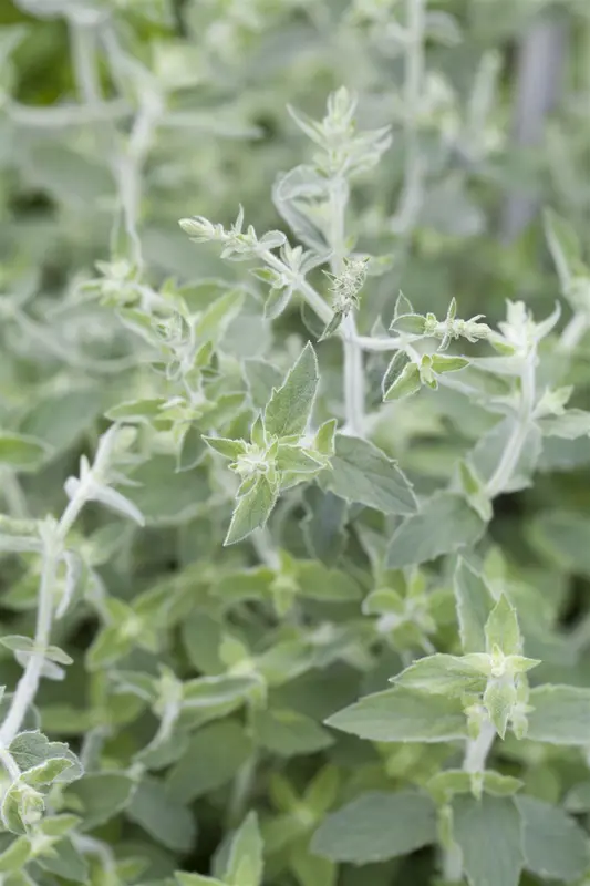 Mentha longifolia P9 - afbeelding 2