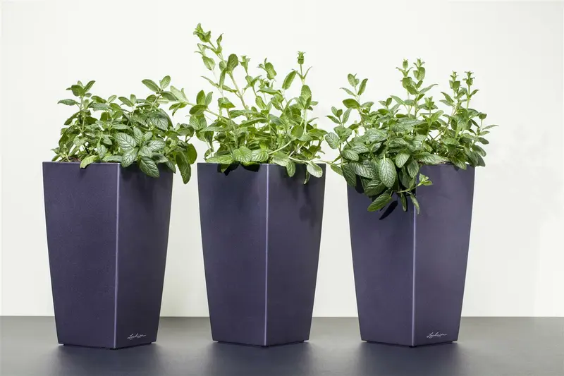 Mentha pip. 'Peppermint' P9 - afbeelding 1