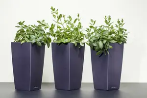 Mentha pip. 'Peppermint' P9 - afbeelding 1