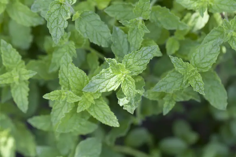 Mentha pip. 'Peppermint' P9 - afbeelding 3