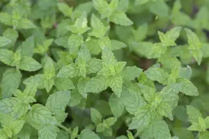 Mentha pip. 'Peppermint' P9 - afbeelding 4