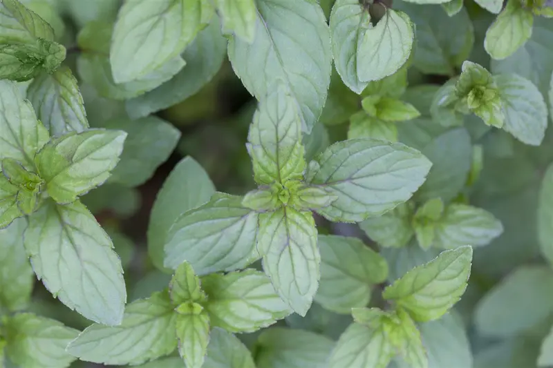 Mentha pip. 'Peppermint' P9 - afbeelding 5
