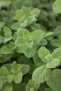 Mentha rotund. 'Eau de Cologne' P9 - afbeelding 5