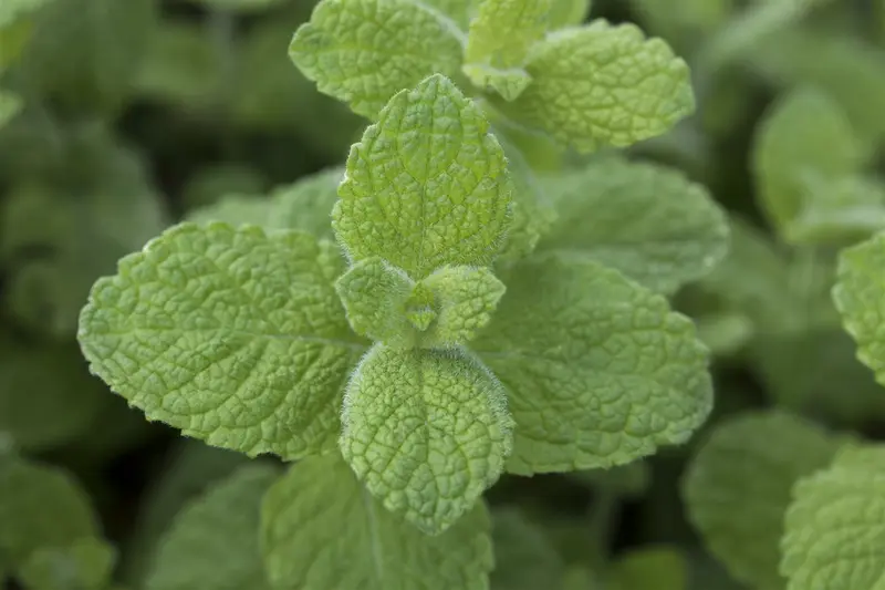 Mentha rotund. 'Eau de Cologne' P9 - afbeelding 4