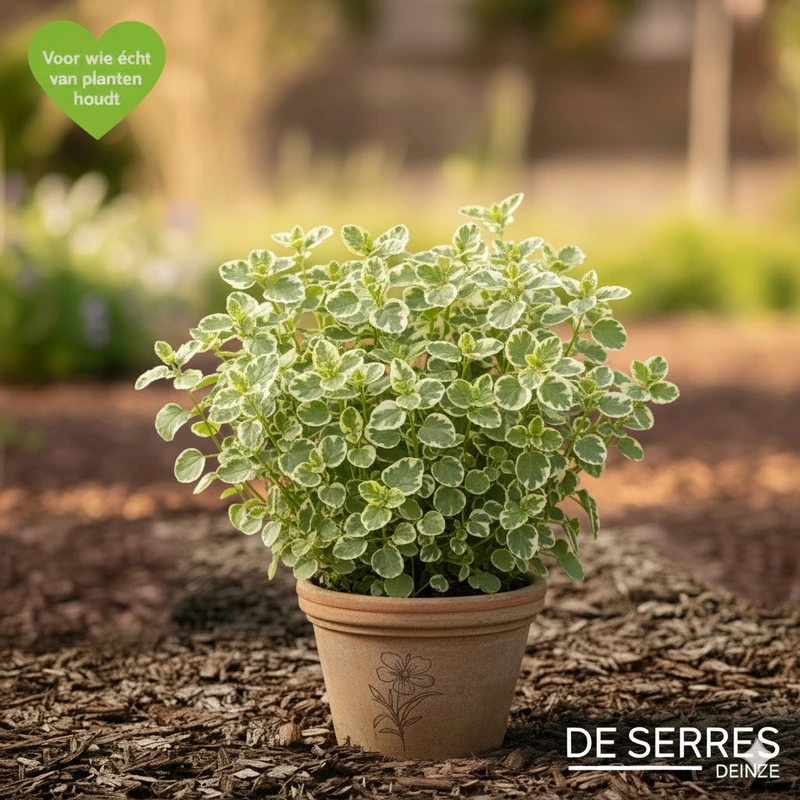 Mentha x rotundifolia 'Variegata' P9
