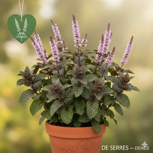 Mentha spicata 'Nigra' P9