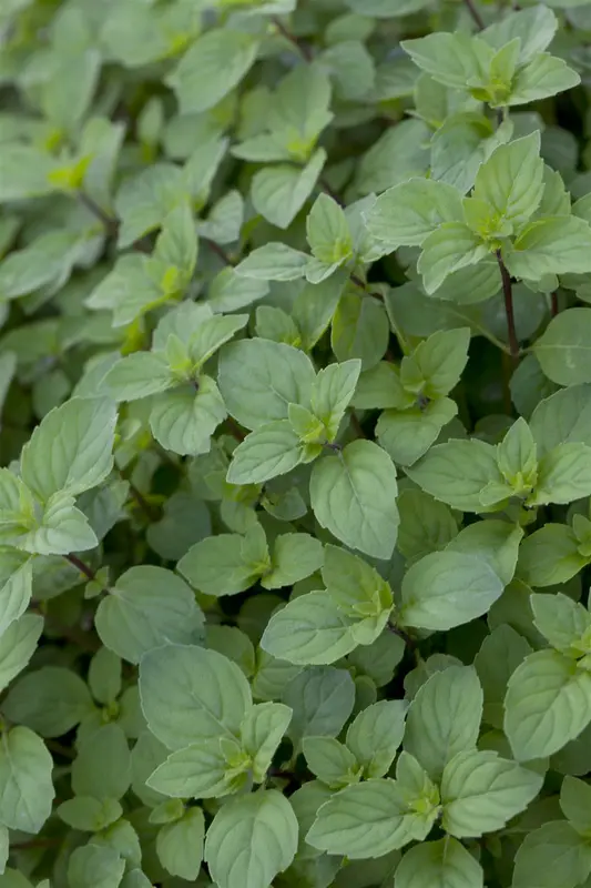 Mentha suav. 'Pineapple Mint' P9 - afbeelding 1