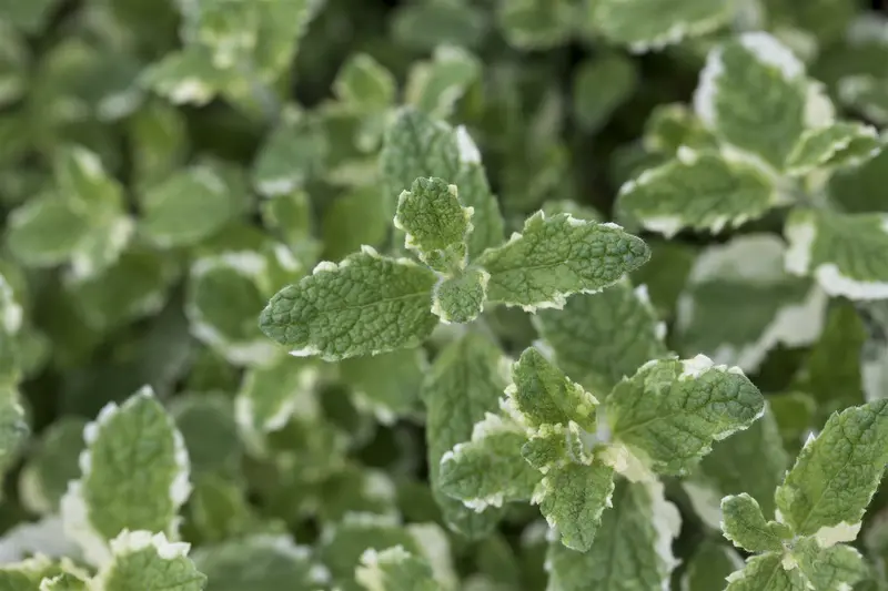 Mentha suav. 'Pineapple Mint' P9 - afbeelding 3