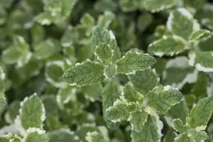 Mentha suav. 'Pineapple Mint' P9 - afbeelding 3