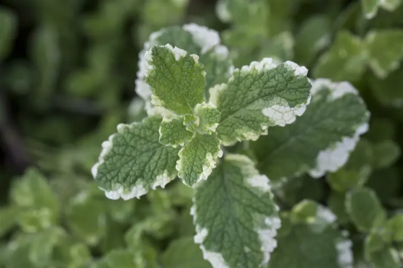 Mentha suav. 'Pineapple Mint' P9 - afbeelding 4