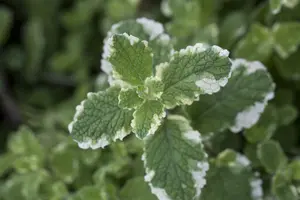 Mentha suav. 'Pineapple Mint' P9 - afbeelding 4