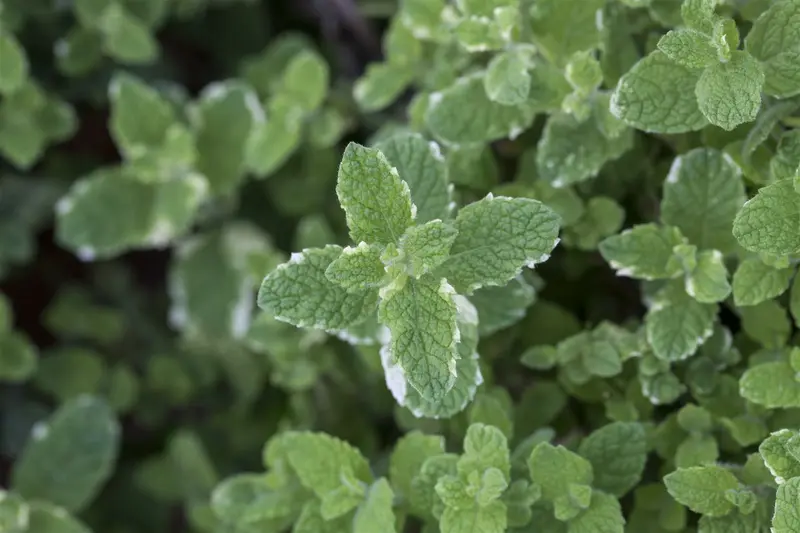 Mentha suav. 'Pineapple Mint' P9 - afbeelding 5