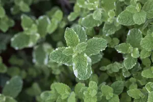 Mentha suav. 'Pineapple Mint' P9 - afbeelding 5