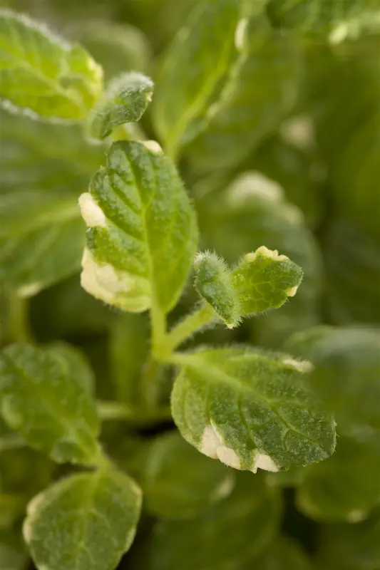 Mentha suaveolens 'Variegata' P9 - afbeelding 1