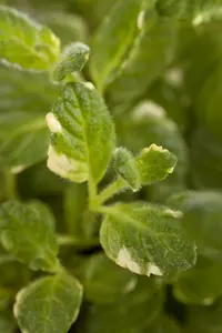 Mentha suaveolens 'Variegata' P9 - afbeelding 1