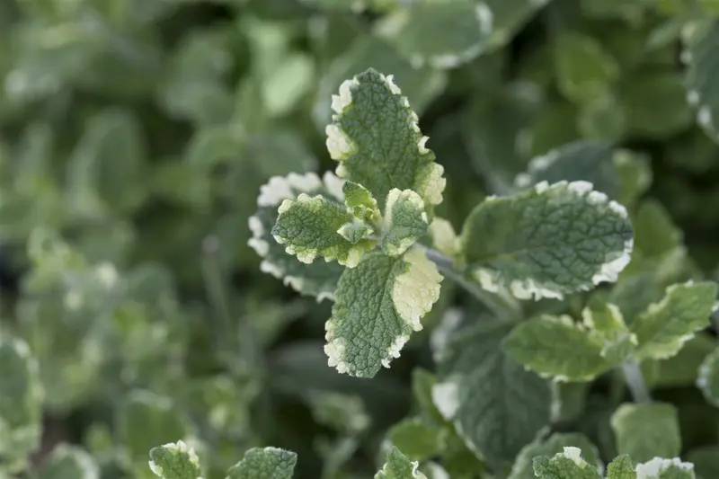 Mentha suaveolens 'Variegata' P9 - afbeelding 2