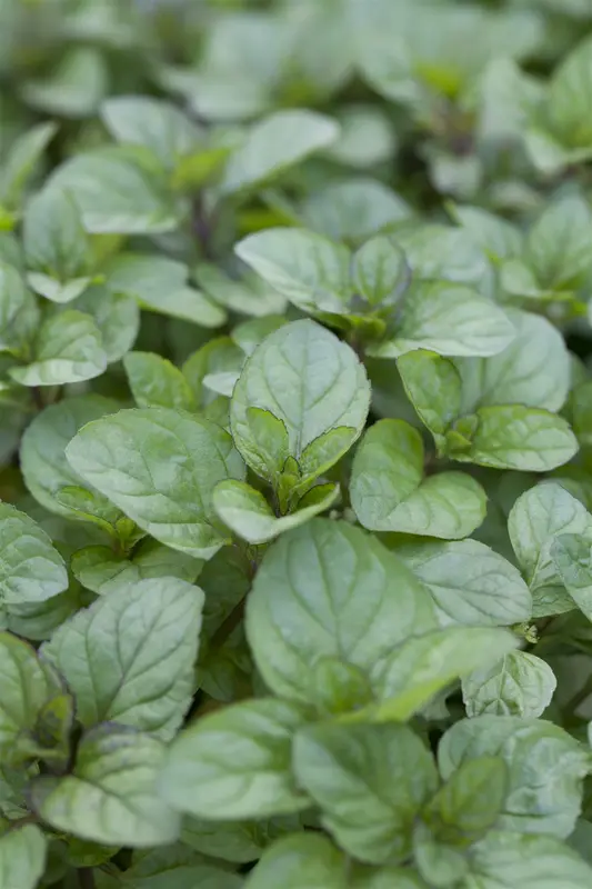 Mentha x piperita f. citrata 'Orange' P9 - afbeelding 3