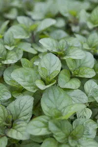 Mentha x piperita f. citrata 'Orange' P9 - afbeelding 3