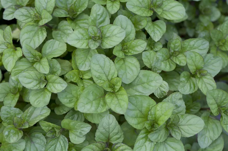Mentha x piperita f. citrata 'Orange' P9 - afbeelding 4