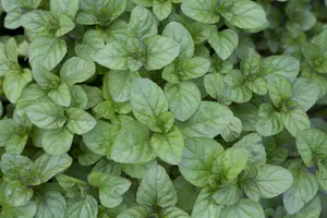 Mentha x piperita f. citrata 'Orange' P9 - afbeelding 4