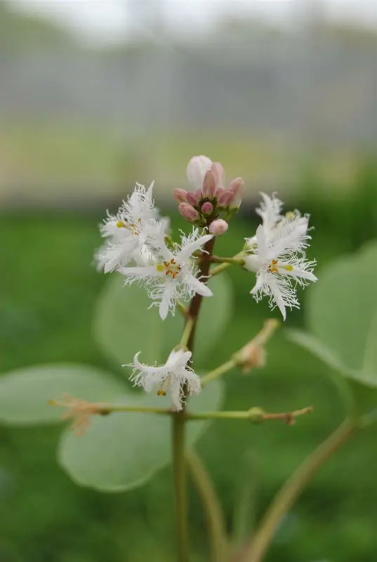 trifoliata - afbeelding 1