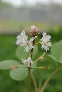 trifoliata - afbeelding 2