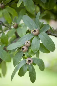 mespilus germanica (200-250 cm) - afbeelding 3