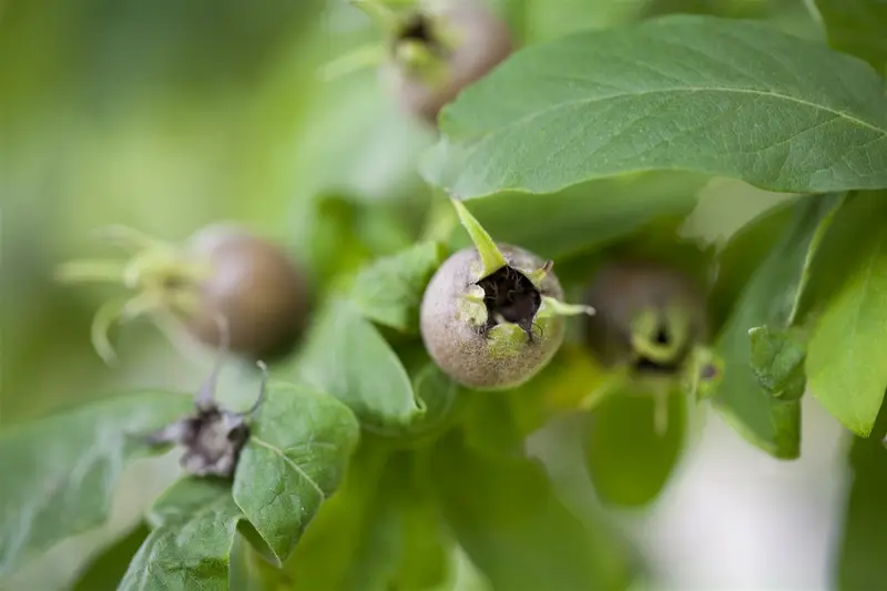 mespilus germanica (200-250 cm) - afbeelding 2