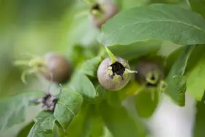mespilus germanica (200-250 cm) - afbeelding 2