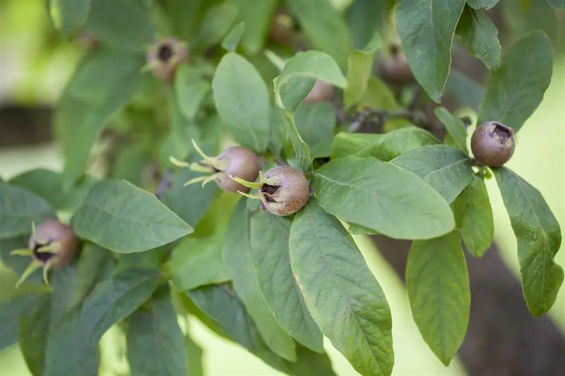 mespilus germanica (200-250 cm) - afbeelding 4