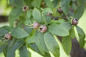 mespilus germanica (200-250 cm) - afbeelding 4