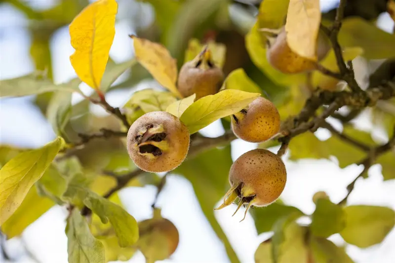 mespilus germanica (200-250 cm) - afbeelding 5