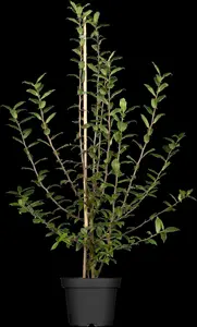 mespilus germanica (200-250 cm) - afbeelding 5