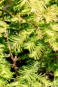 Metasequoia glypt. 'Chubby'® 80-100   C10 - afbeelding 2