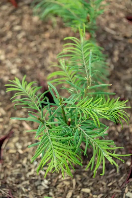 Metasequoia glypt. 'Chubby'® 80-100   C10 - afbeelding 3