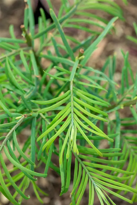 Metasequoia glypt. 'Chubby'® 80-100   C10 - afbeelding 4