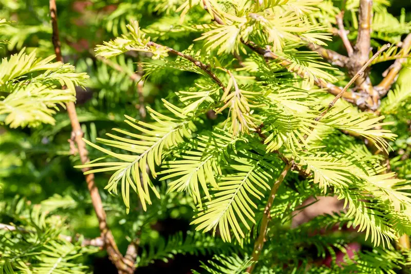 Metasequoia glypt. 'Chubby'® 80-100   C10 - afbeelding 1