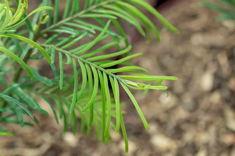 Metasequoia glypt. 'Chubby'® 80-100   C10 - afbeelding 5