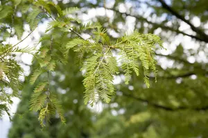 Metasequoia glyptostroboides 14/16 HO DKL - afbeelding 3