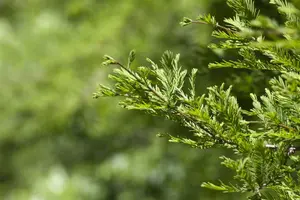 metasequoia glyptostroboides (250-300 cm) - afbeelding 5