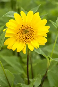 helianthus decap. 'meteor' P9