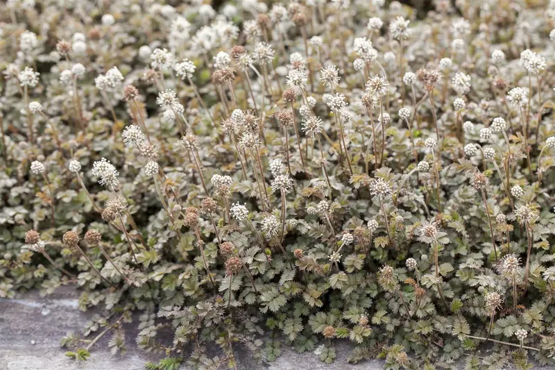 microphylla - afbeelding 1