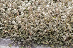 microphylla - afbeelding 1