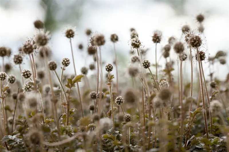 microphylla - afbeelding 2