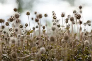 microphylla - afbeelding 2