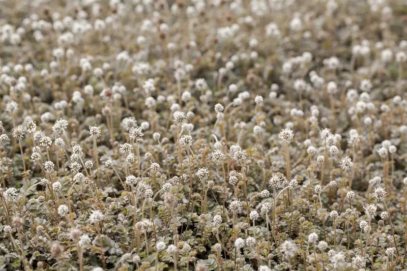 microphylla - afbeelding 3