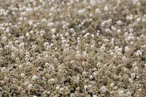 microphylla - afbeelding 3