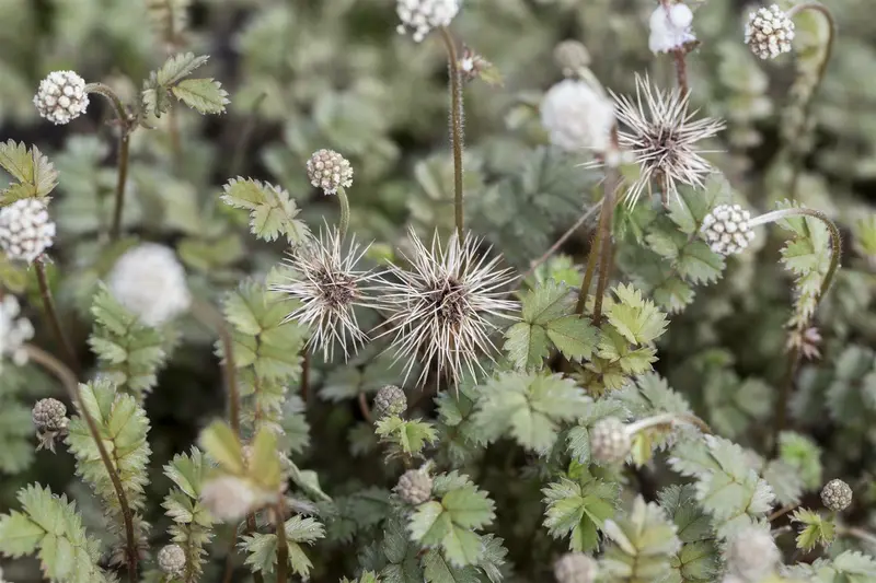 microphylla - afbeelding 5