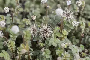 microphylla - afbeelding 5
