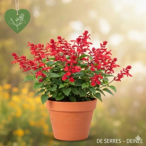 Salvia microphylla C2